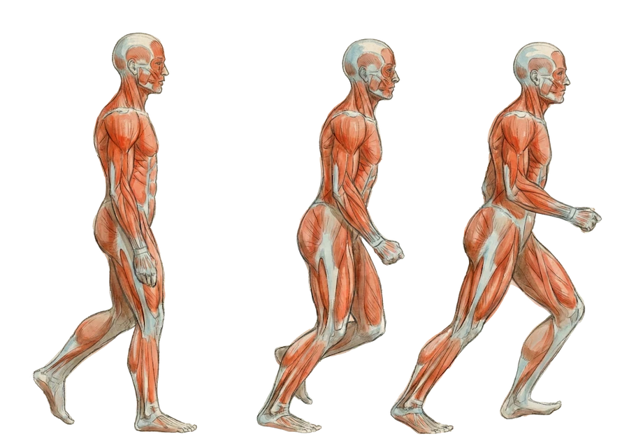 Braus-bodymech-mfr-CEU