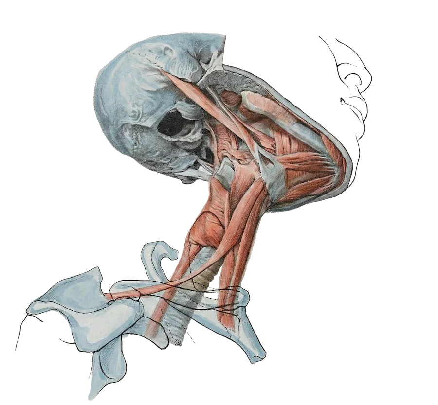 Braus-head-neck-jaw-CEU
