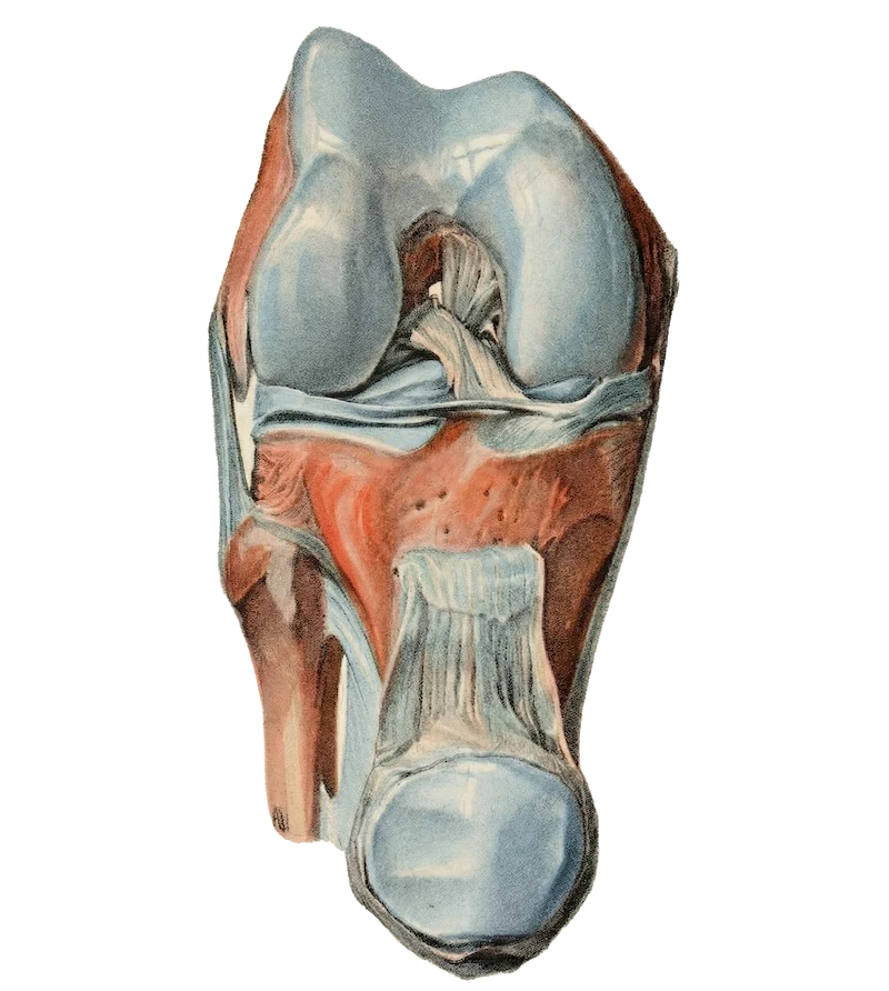 Braus-knee-illustration