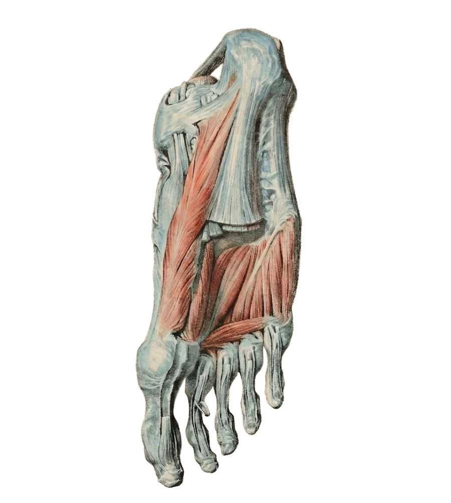 Braus-plantar-fascia-CEU
