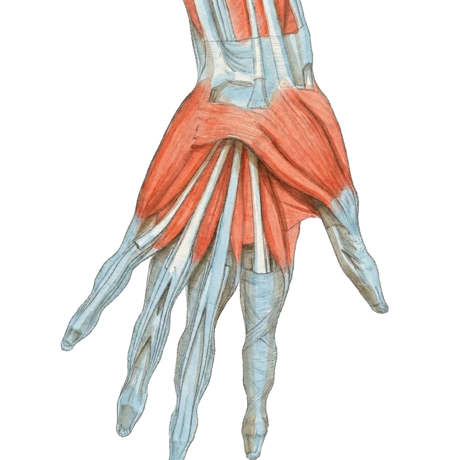 Musculus abductor digiti minimi of the hand