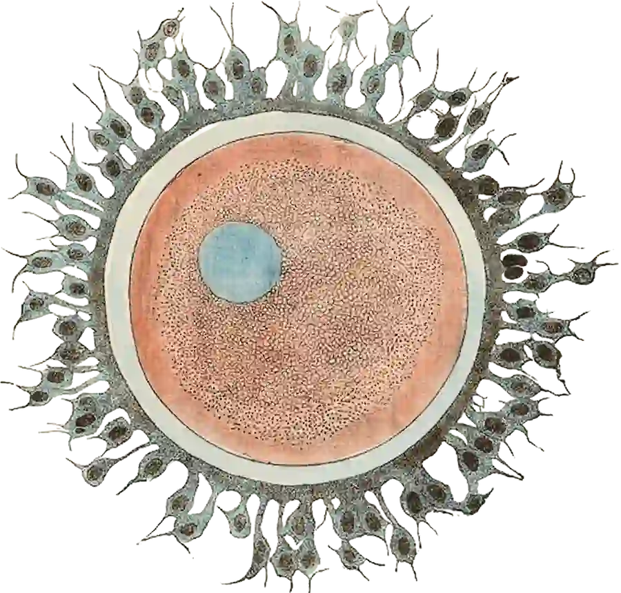 Greys-cell-autoimmune-CEU