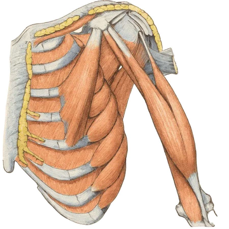 Greys-deep-front-arm-muscles