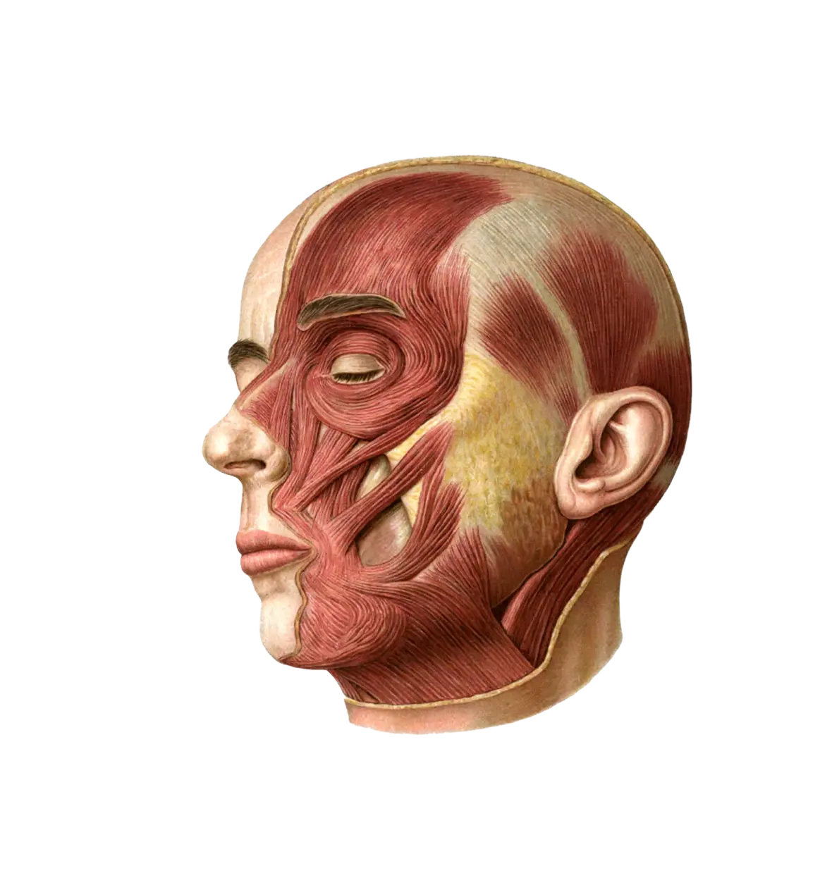 Anatomical illustration of the hip, pelvis, and back muscles showing how complex the musculature is. Anatomy Plate (Braus, 1921)