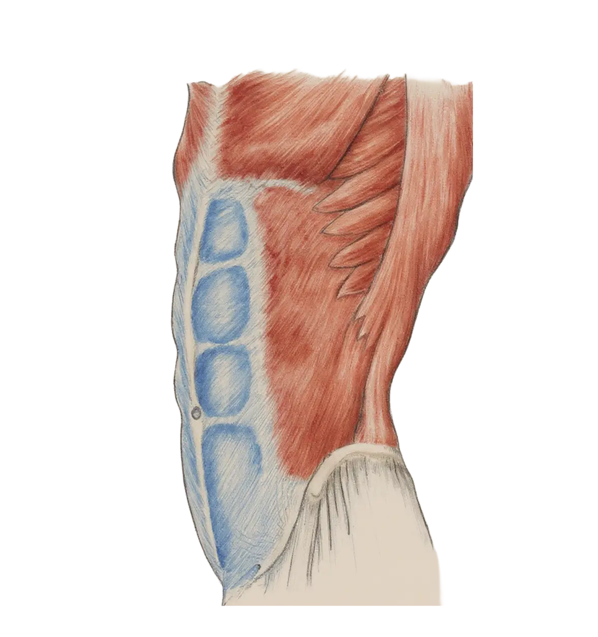 Illustration of human back muscles