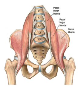 Movement enhanced hip flexor anatomy 1 260x300 1