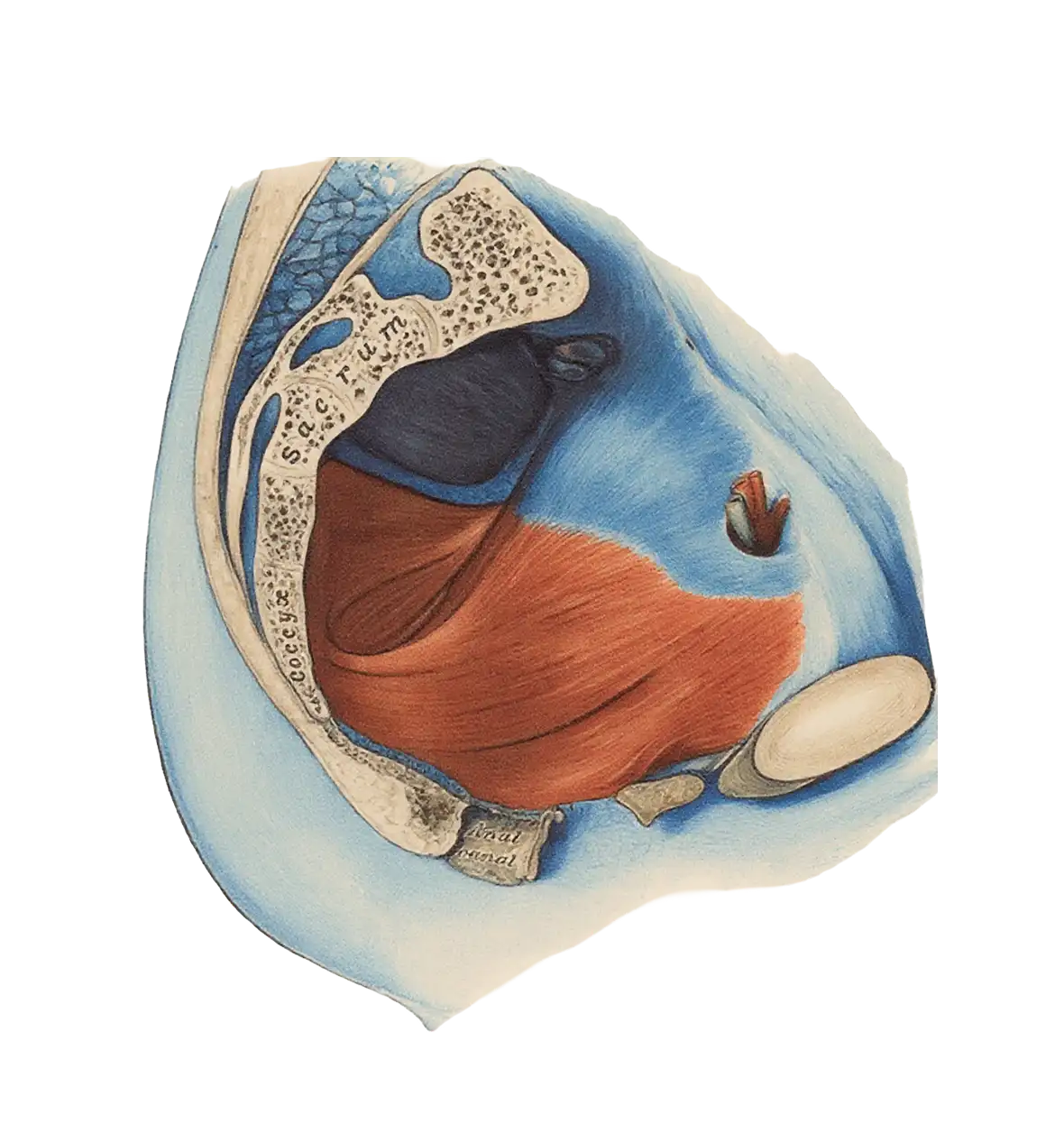 Person receiving a therapeutic treatment.