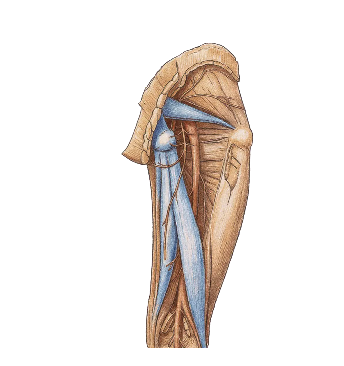 Illustration of human nerve anatomy