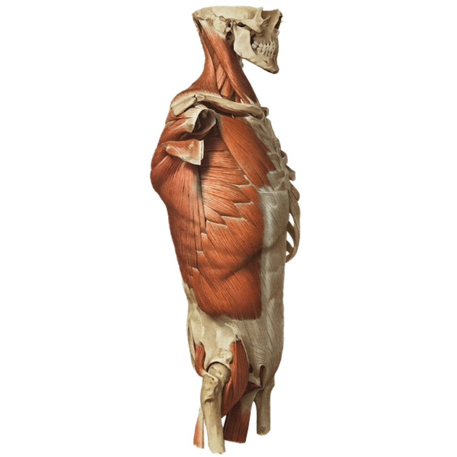 anatomical illustration depicting the human muscular and skeletal system