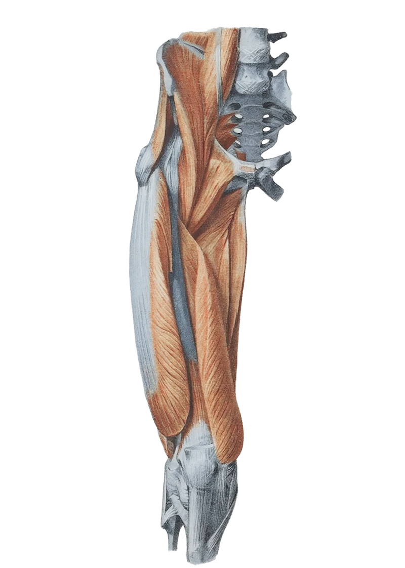 Anatomical illustration, lateral hip and thigh showing gluteal and thigh muscles and the iliotibial band to the knee