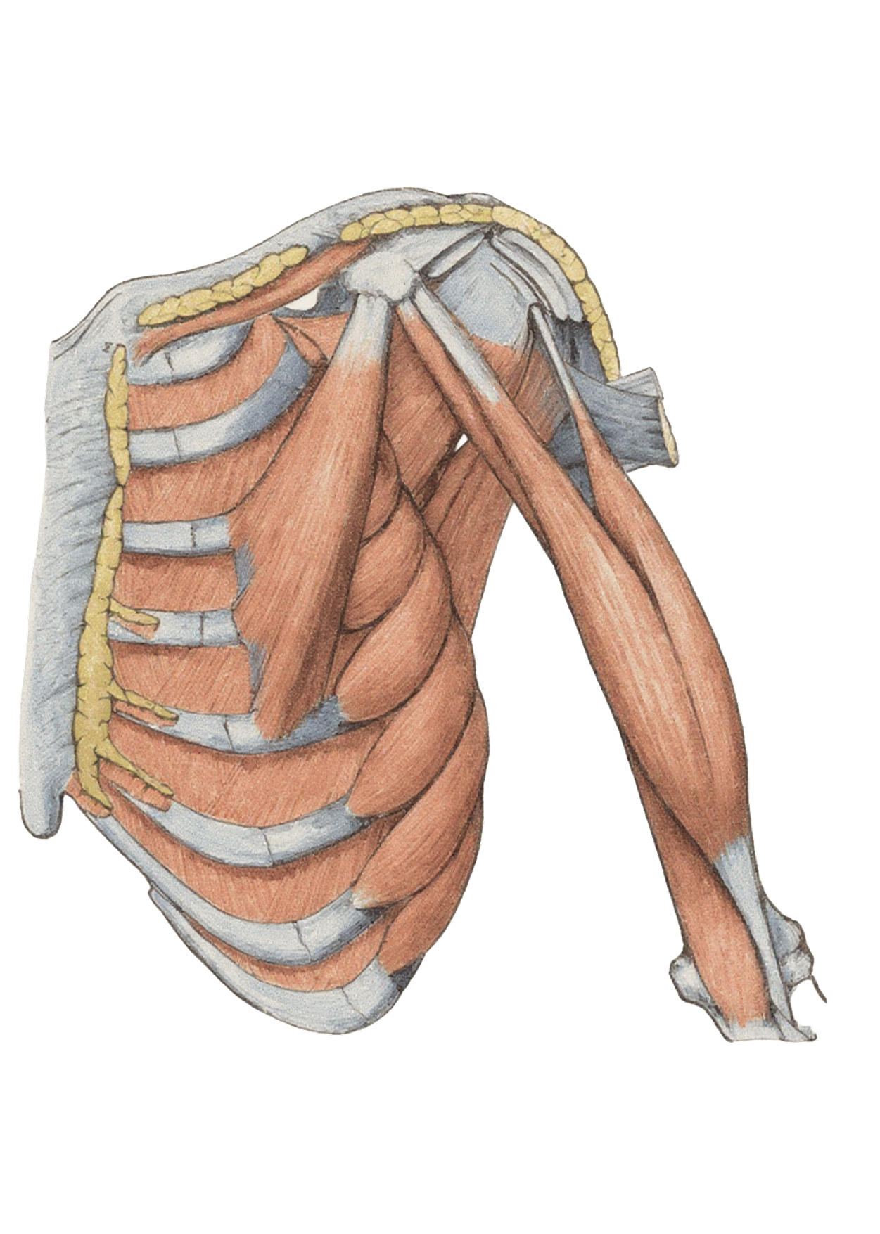 Anatomical illustration, lateral shoulder and rib cage showing serratus anterior and deep shoulder muscles with the arm
