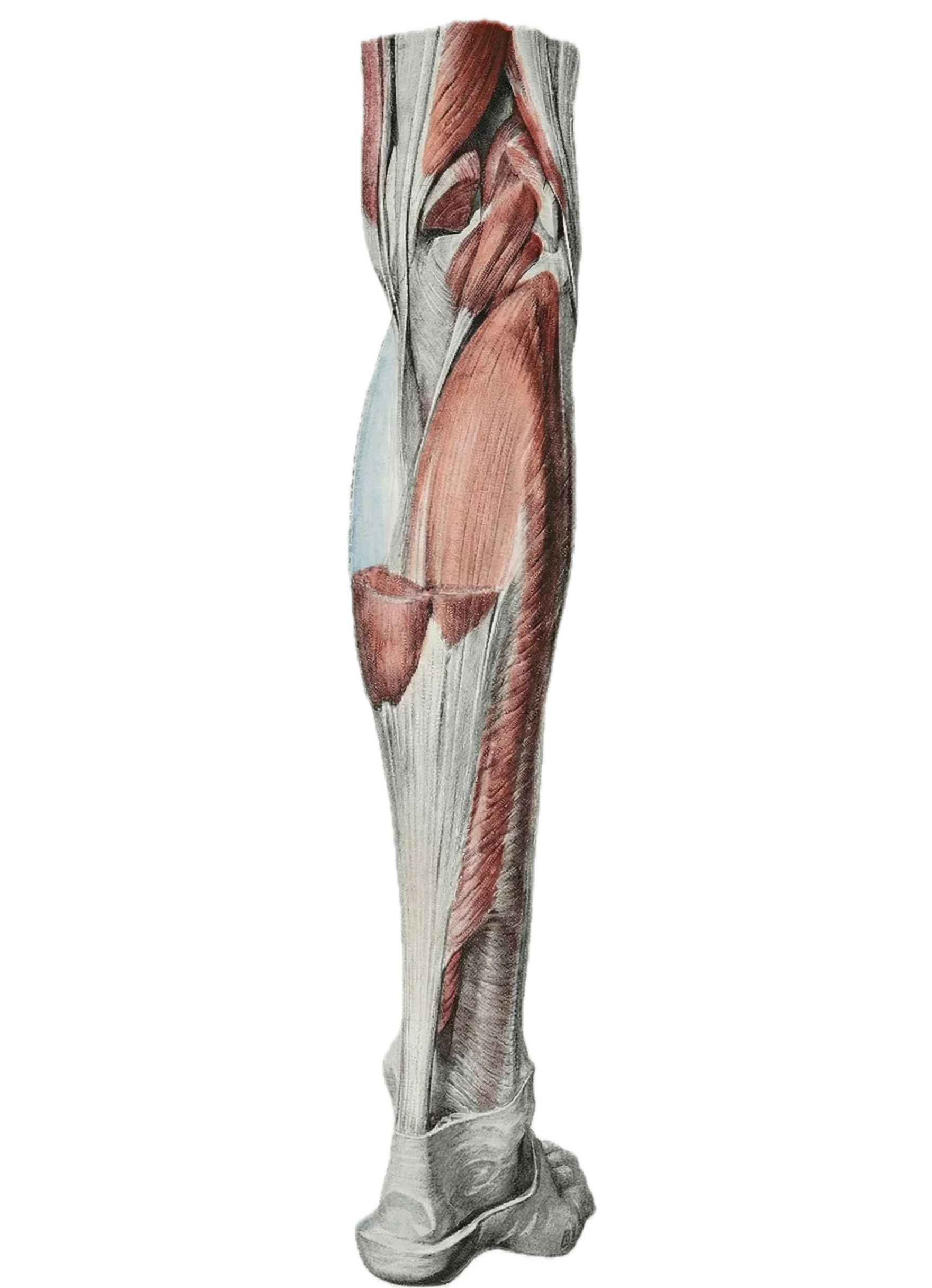 Achilles Tendon - Rebranded by Bodyworks DW from Braus Original