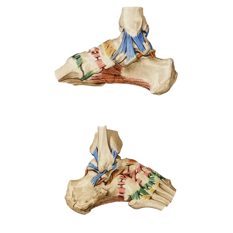 braus-ankle-ligaments