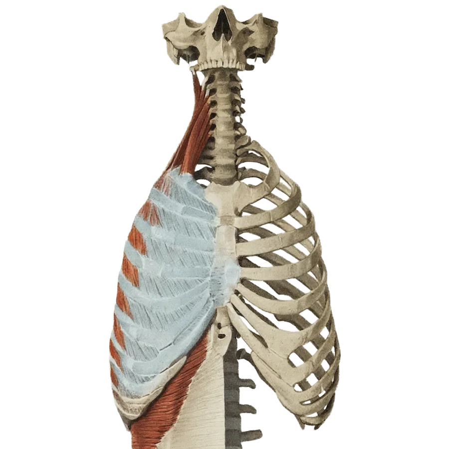 braus-anterior-musculature-skeleton
