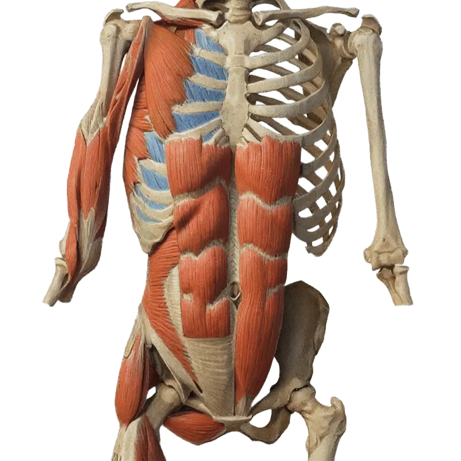 braus-anterior-musculature-skeleton