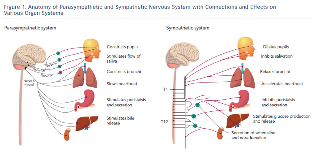 figure1 anatomy of parasympathetic 1024x499 1