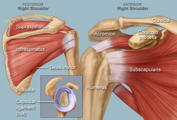 Image courtesy of: https://lifesworkpt.com/2017/04/rotator-cuff-injuries-treatment/